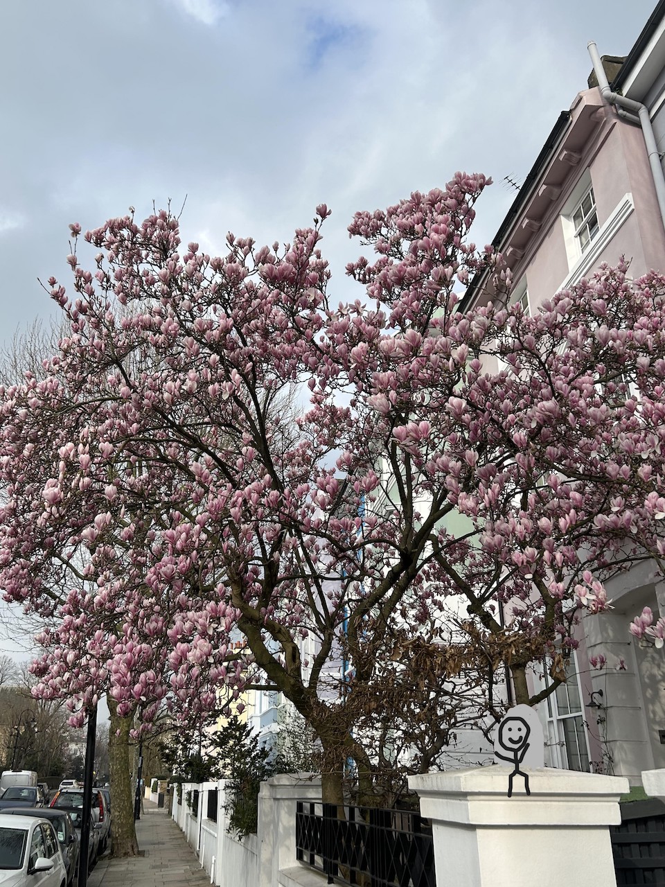 A magnolia tree in full bloom